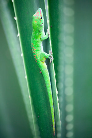 Green gecko on the roof (Zurich zoo)の写真素材
