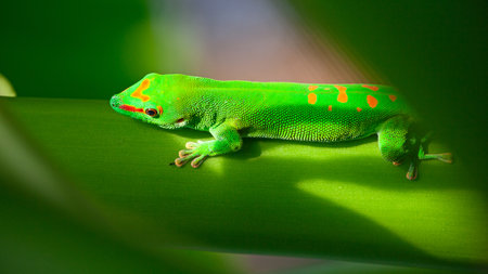 Green gecko on the roof (Zurich zoo)の写真素材