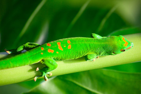 Green gecko on the roof (Zurich zoo)の写真素材