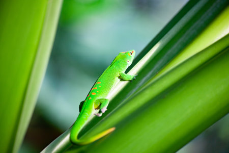 Green gecko on the roof (Zurich zoo)の写真素材
