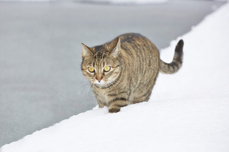 Tabby catの写真素材