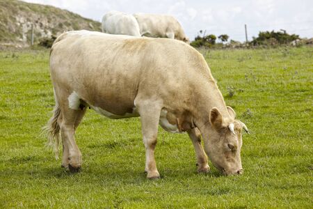 white cow nez Jobourg normandy franceの写真素材