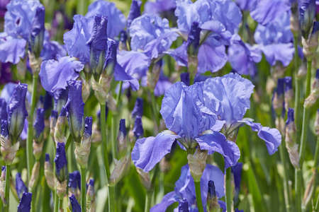 blue iris flowers