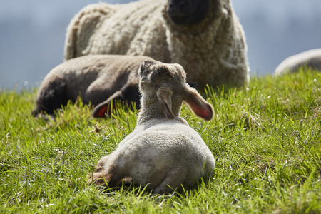 Sheep and Lamb in natureの写真素材