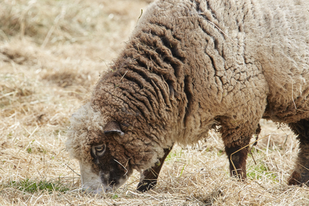 Sheep and Lamb in natureの写真素材