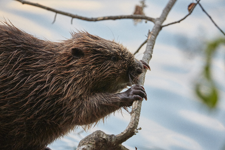 Beaver in river Switzerlandの写真素材