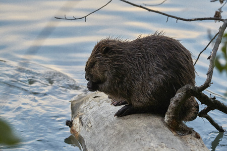 Beaver in river Switzerlandの写真素材