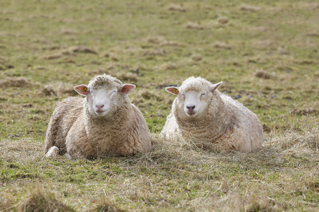 Sheeps and lambs outside in winterの写真素材