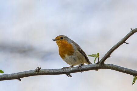Red robin in forest