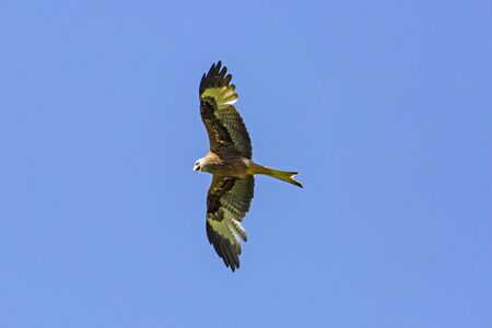 Red and black kite in the air