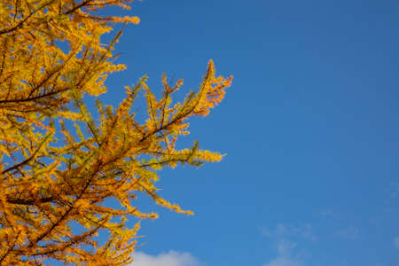 Lake Derborence area Valais in autumn. Indian summer. Golden Autumnの写真素材