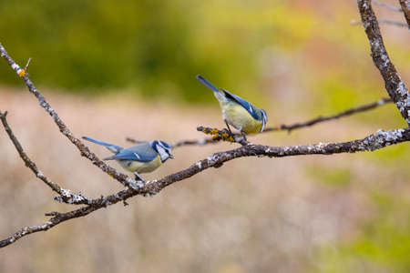 pair of blue tit on tree in garden