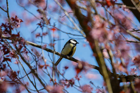 Blue Tit in garden in spring timeの写真素材