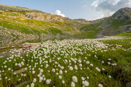 Sunset landscapes and lakes at Lago del Naret region in Ticino Switzerlandの写真素材