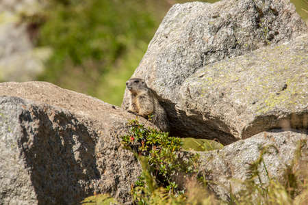 Alpine marmots in the Urneralpen Switzerland above Andermatt with young animals.の写真素材