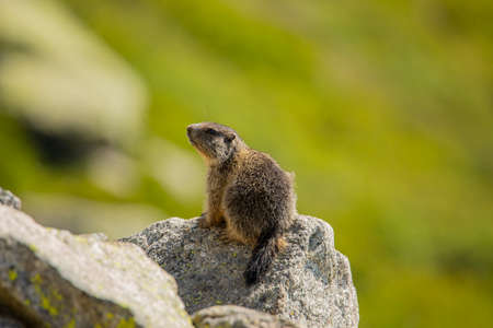 Alpine marmots in the Uri Alps above Andermatt in summer. Even small baby marmots.