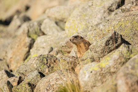 Alpine marmots in the Uri Alps above Andermatt in summer. Even small baby marmots.の写真素材