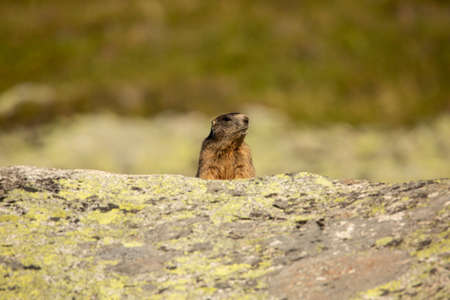 Alpine marmots in the Uri Alps above Andermatt in summer. Even small baby marmots.