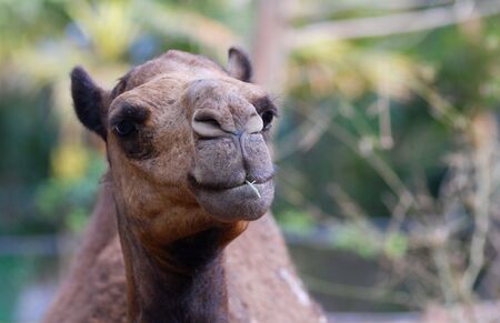 Camel Eatingの写真素材