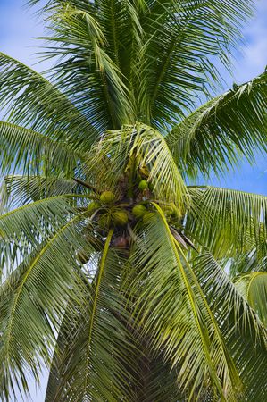 top of a palm tree with cloudy blue skyの写真素材