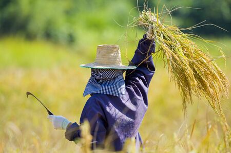 hard working woman cutting rice in the fieldsの写真素材