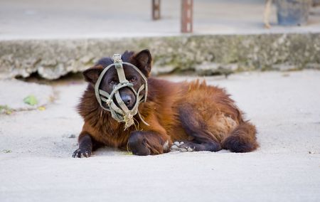dangerous street dog with muzzle onの写真素材