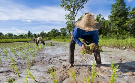 hard working father and son out in the rice fields. shot up country in the isaan, the north of thailand.の写真素材