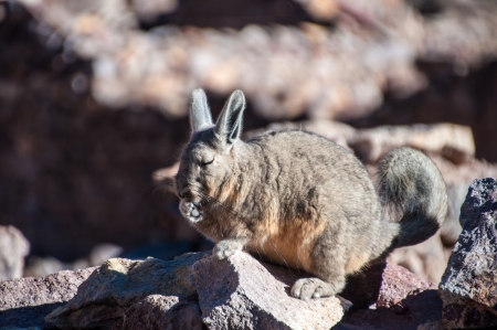 Lagidium in Bolivia