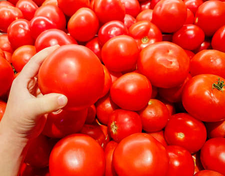 child's hand picks a tomato with many tomatoes in the backgroundの写真素材