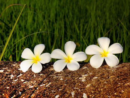 Plumerieの写真素材