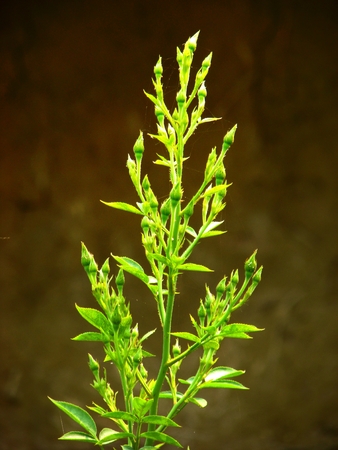 flowerの写真素材