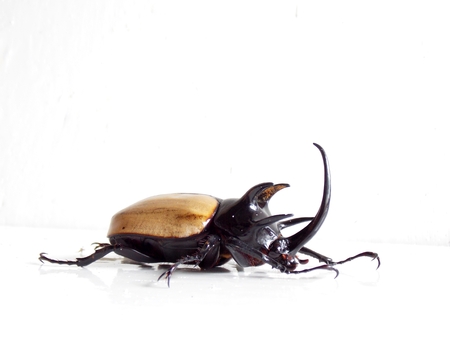 Insectの写真素材