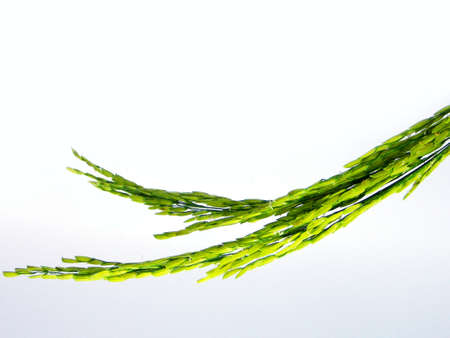 Rice seed backgroundの写真素材