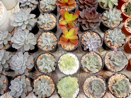 Cactus in small potの写真素材