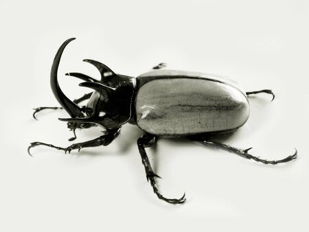 Rhinoceros beetleの写真素材