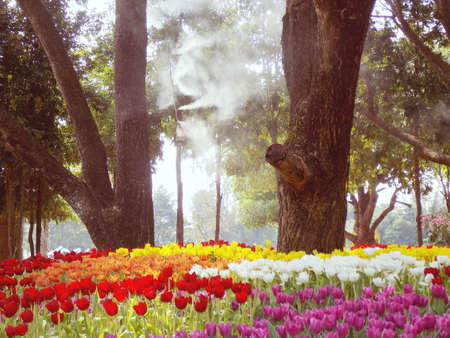 Color of tulips in park,vintageの写真素材