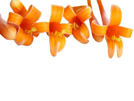 Orange flower isolated on whiteの写真素材