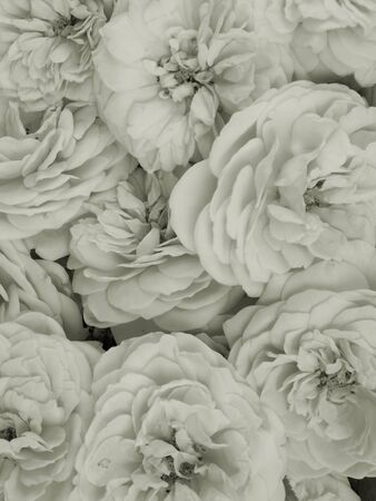 Rose background