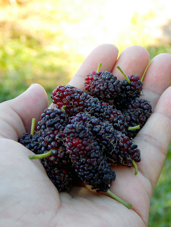 Mulberry in handの写真素材