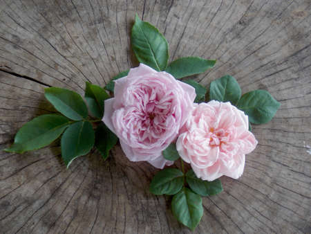 Sweet pink rose on woodenの写真素材