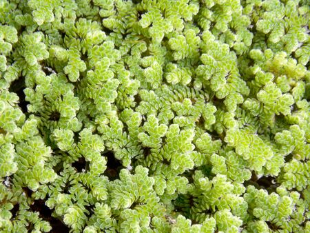 Green water fernの写真素材