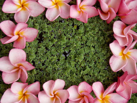 Beautiful plumeria flowerの写真素材