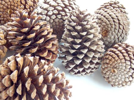 Pine cones isolated on white