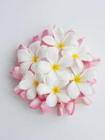 Beautiful tropical frangipani flower,plumeria bloomingの写真素材