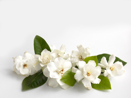 Beautiful white gardenia flower on white backgroundの写真素材