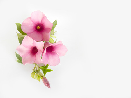 Beautiful pink flower on white