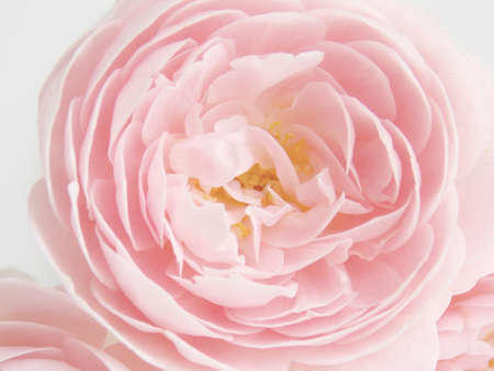Beautiful pink rose flowerの写真素材