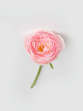 Beautiful pink rose flowerの写真素材