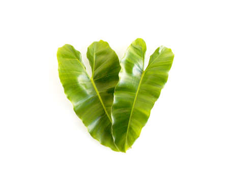 Green leaf on white backgroundの写真素材