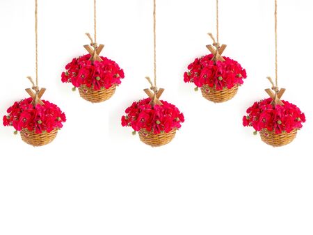 Beautiful red rose on white backgroundの写真素材